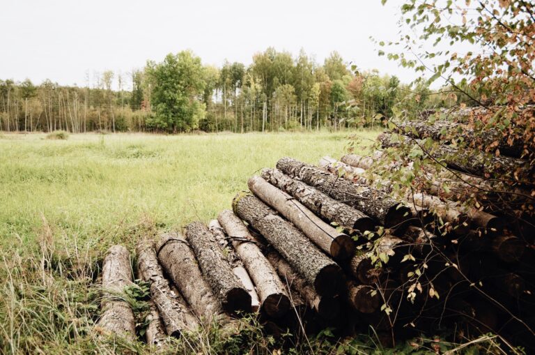 Im Vordergrund liegt ein Holzstapel aus langen, unbearbeiteten Stämmen. Dahinter sieht man ein offenes Feld mit Gras und einigen Bäumen dahinter