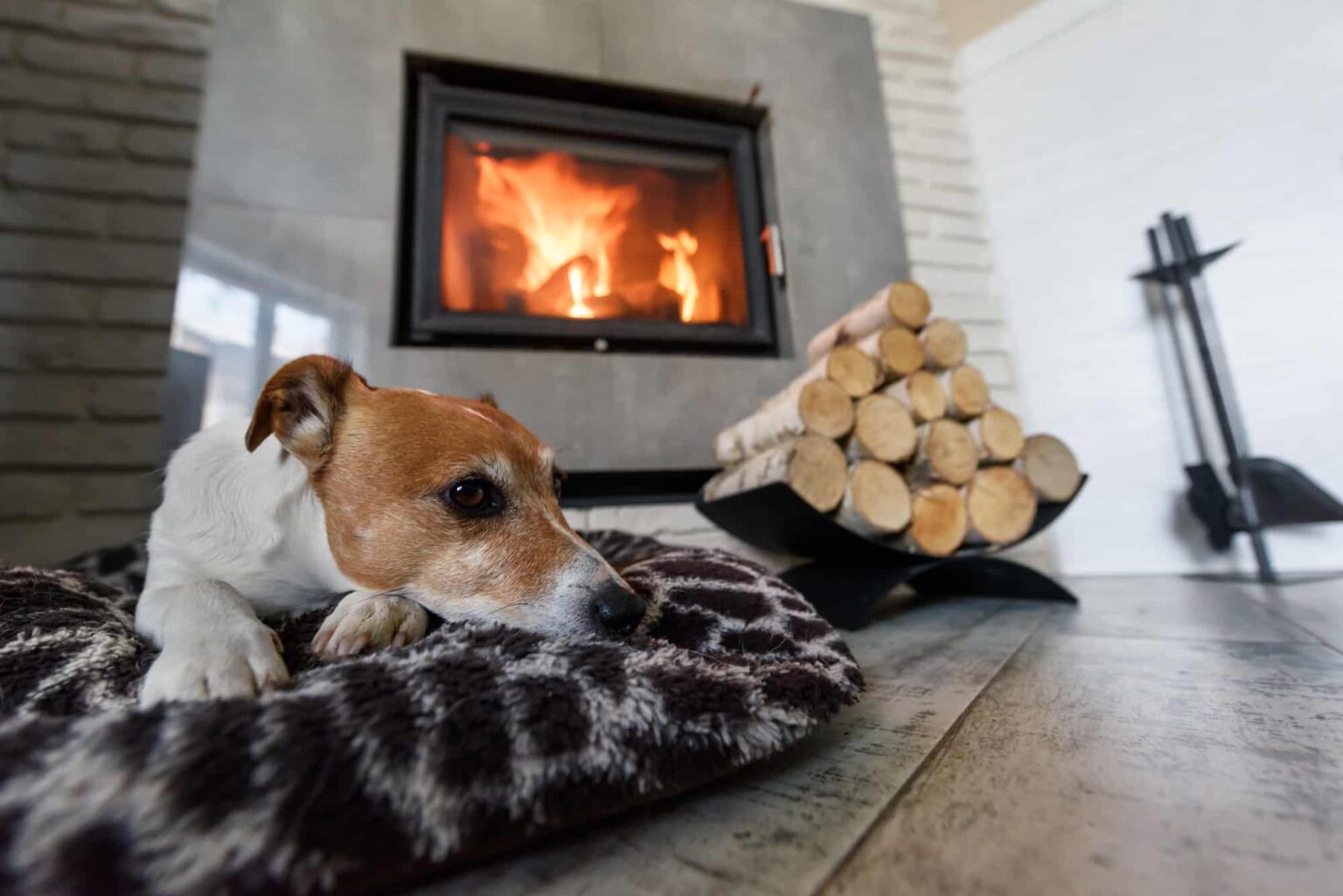 Ein Hund liegt vor einem brennenden Kamin, neben ist ein sauber sortierter Stapel Holz.