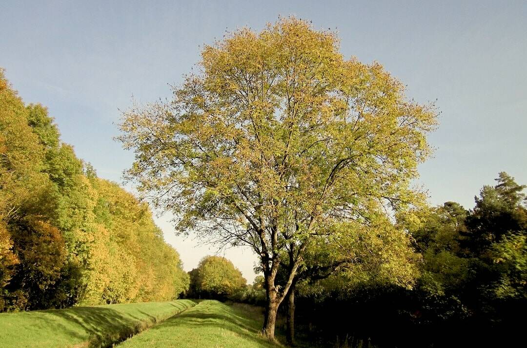 Foto einer Esche die auf einem Feld steht bei wolkenlosem Himmel
