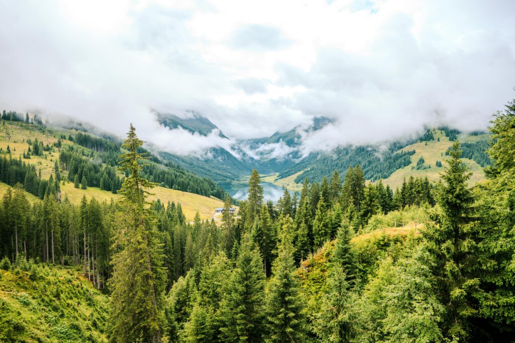 Aufnahme eines österr. Waldes im Frühling/Sommer mit leicht bewölktem Himmel