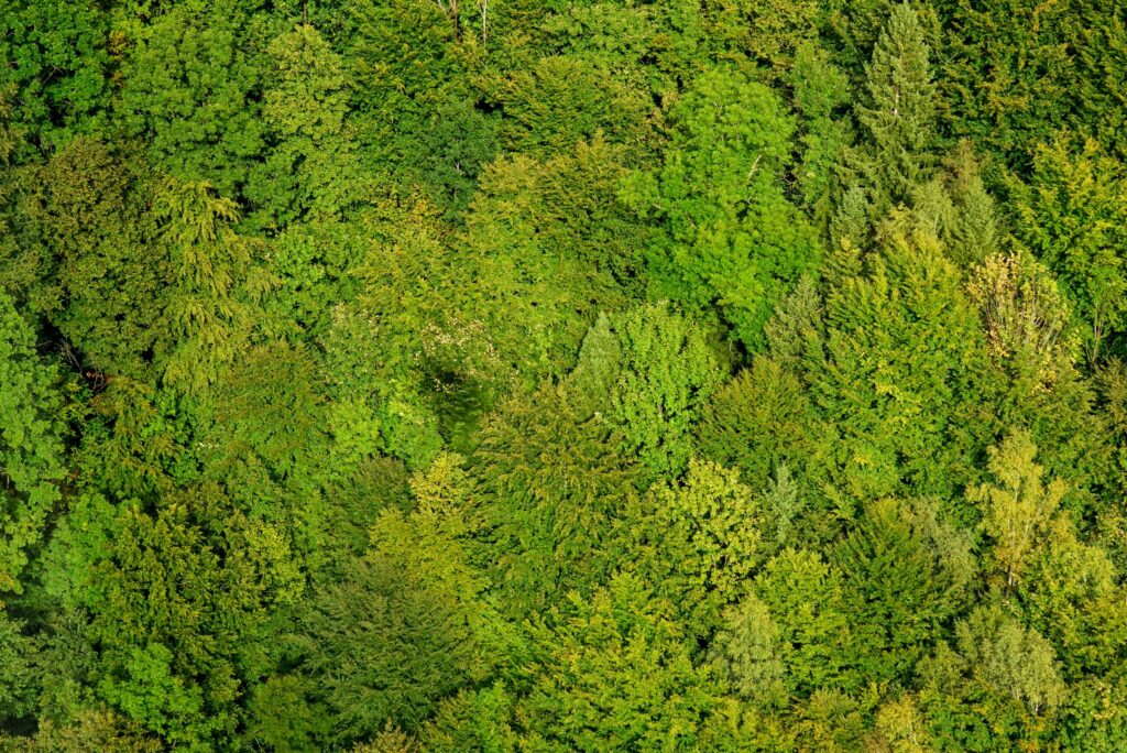 mischwald vogelperspektive