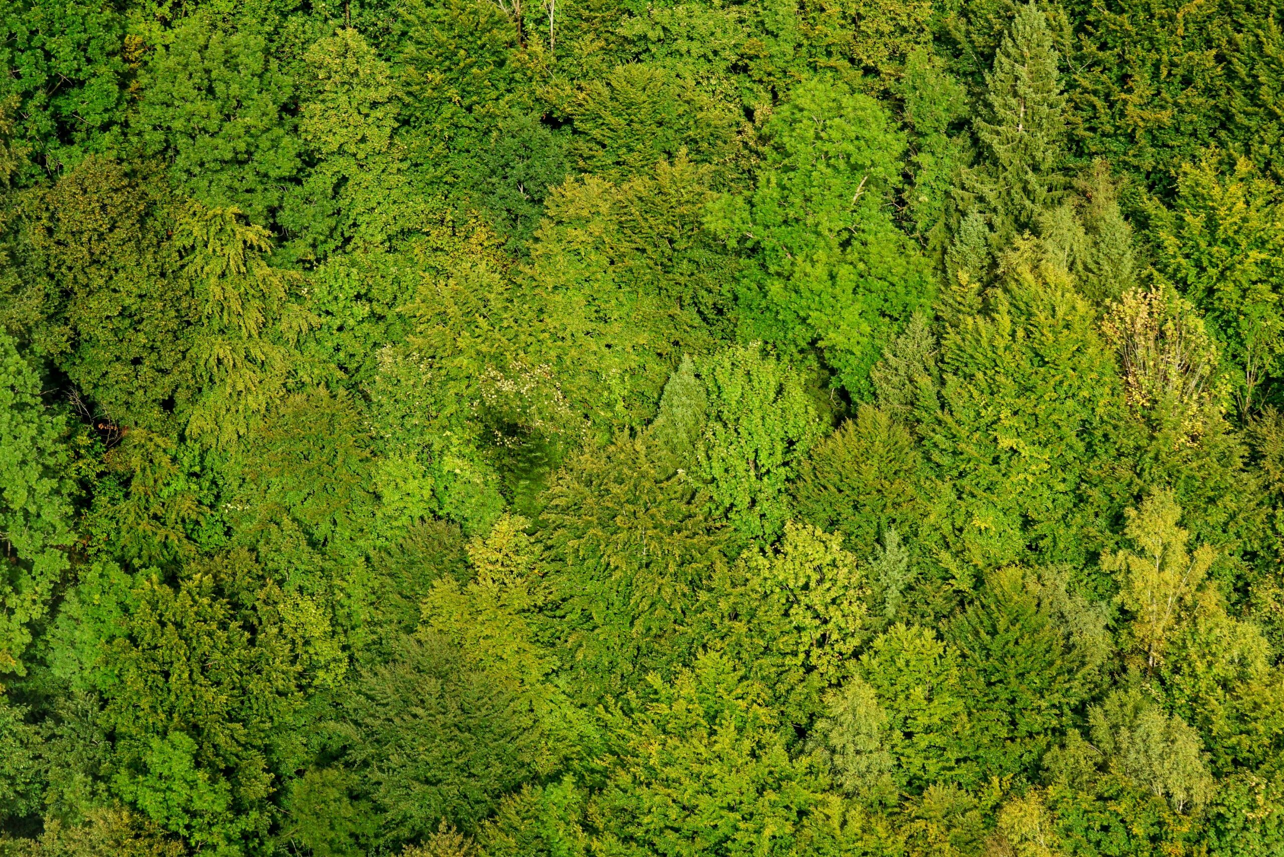 mischwald vogelperspektive