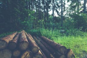 holzstapel in wald