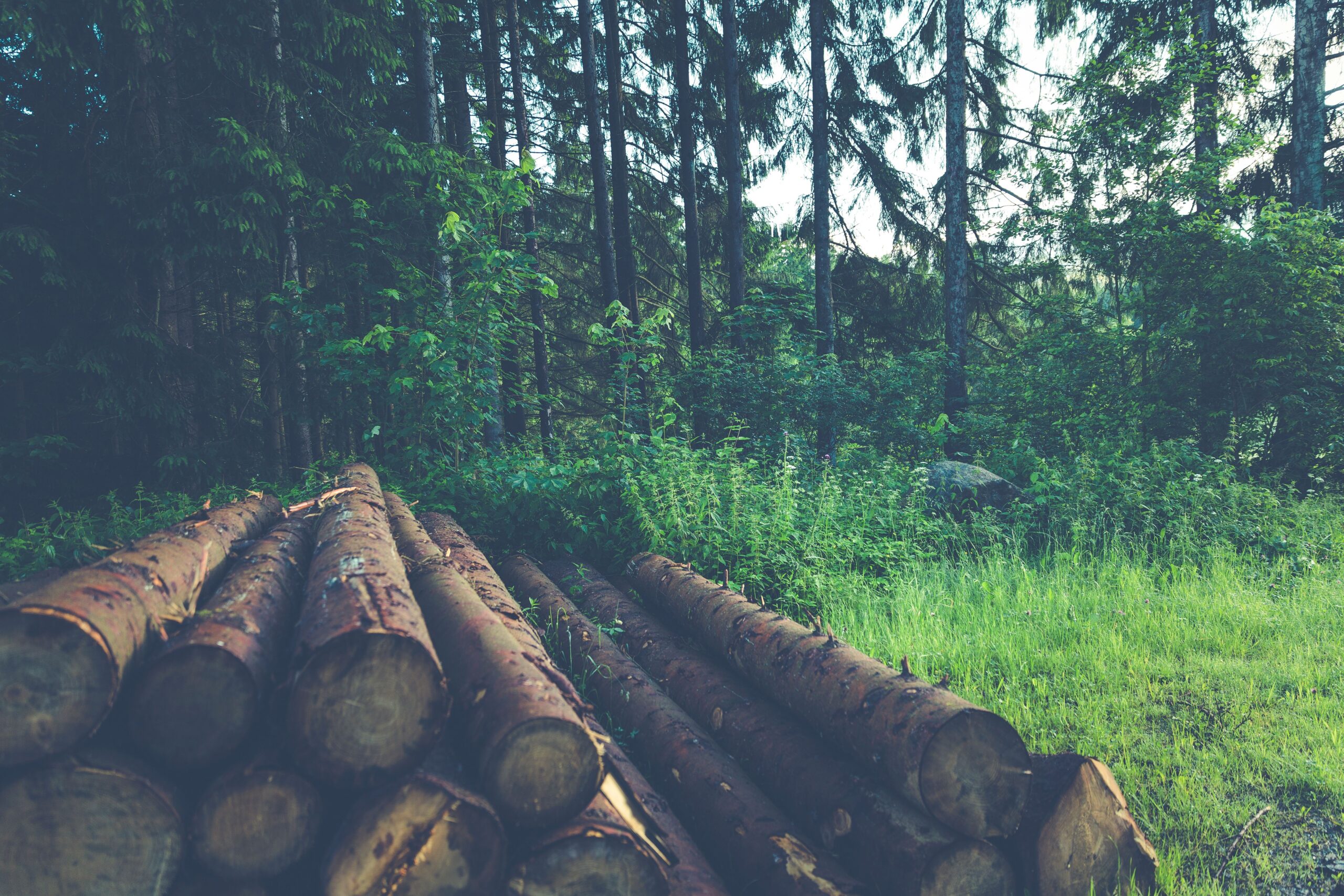 holzstapel in wald